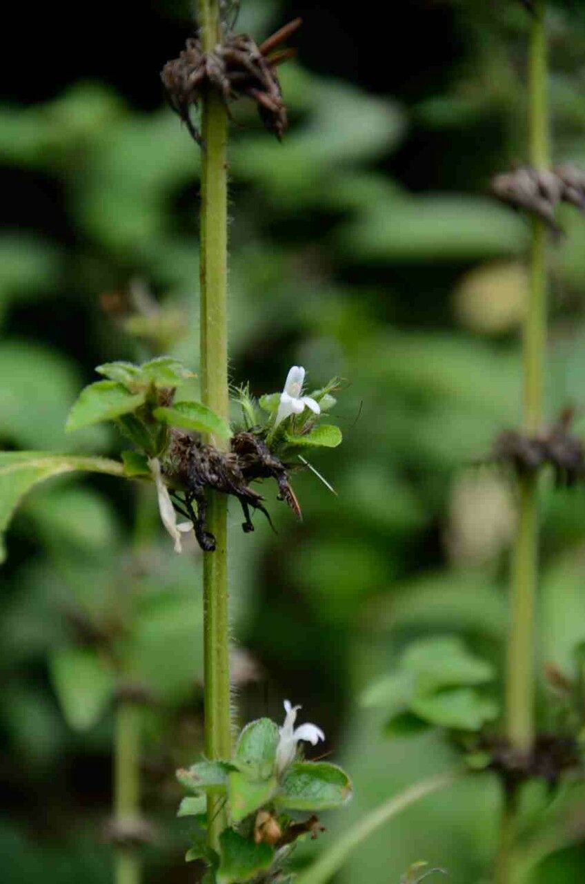 Hygrophila costata flower