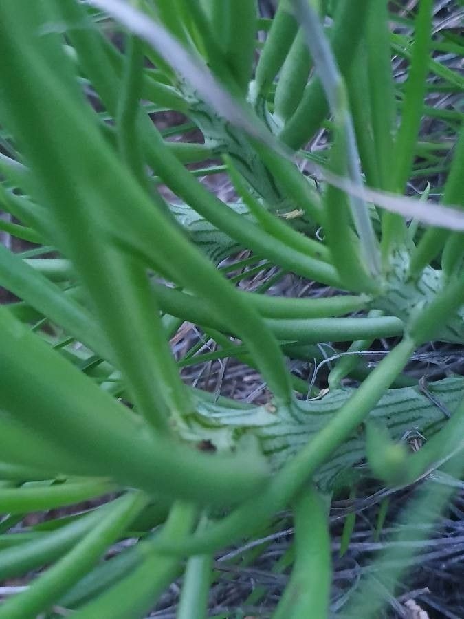 Kleinia picticaulis — search result for 'Kleinia'