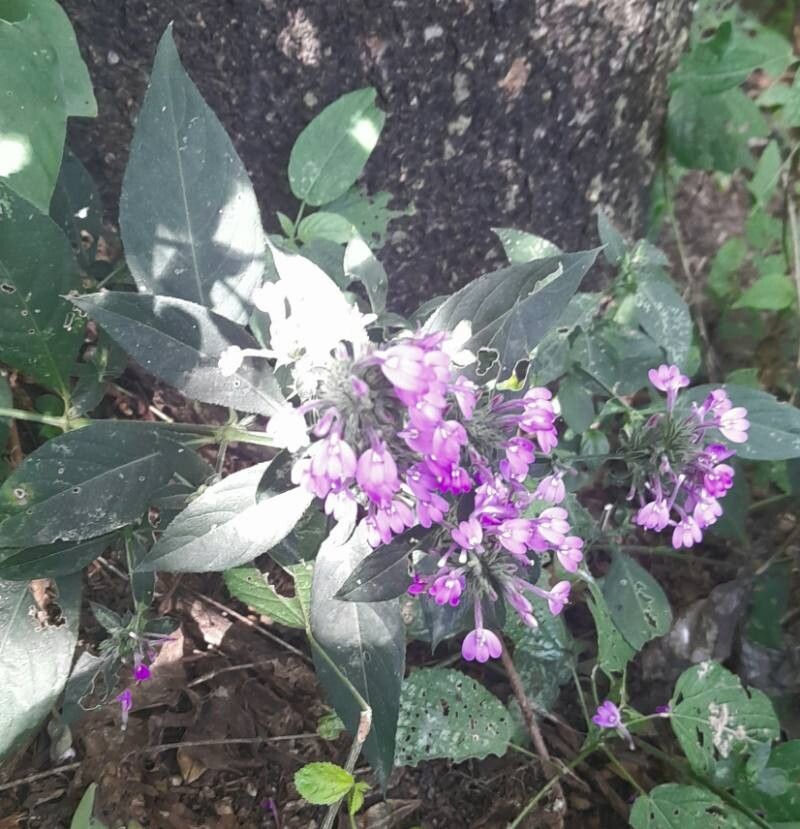 Justicia goudotii habit