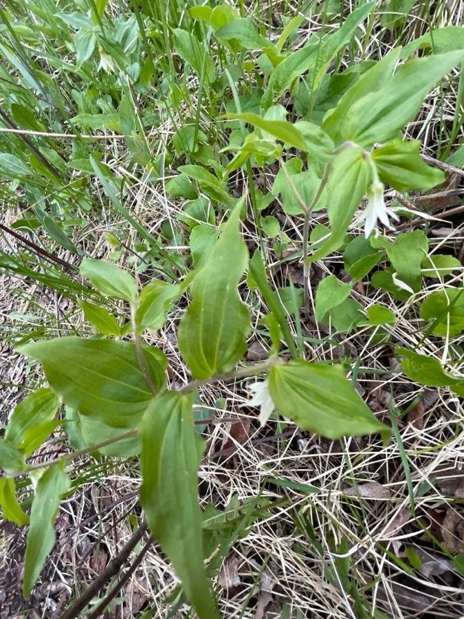 Prosartes hookeri — related species from the same genus