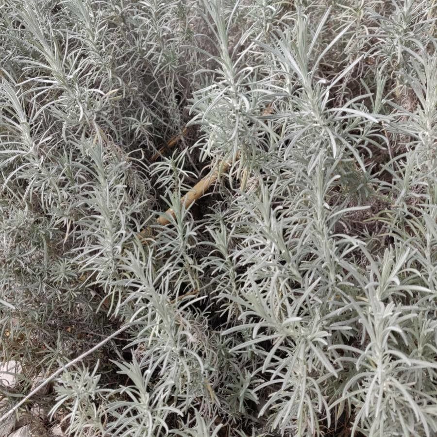 Helichrysum arenarium leaf