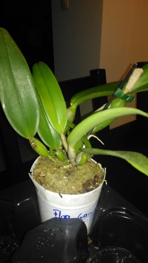 Cattleya gaskelliana leaf