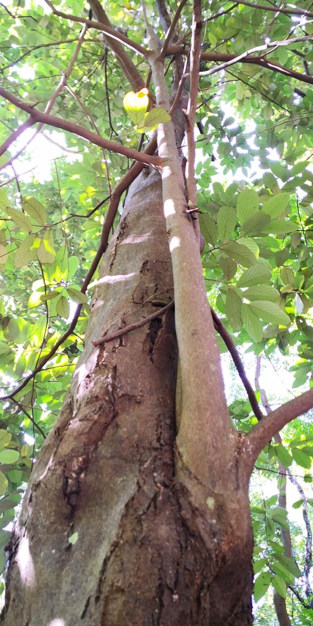 Styrax chinensis habit