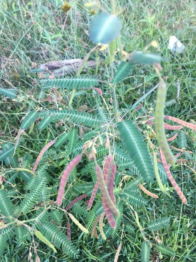 Aeschynomene indica leaf