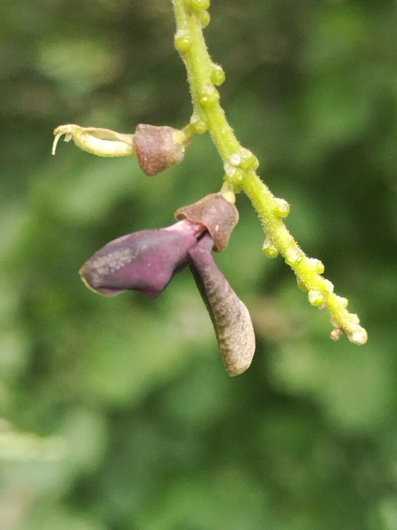 Lonchocarpus sanctuarii flower