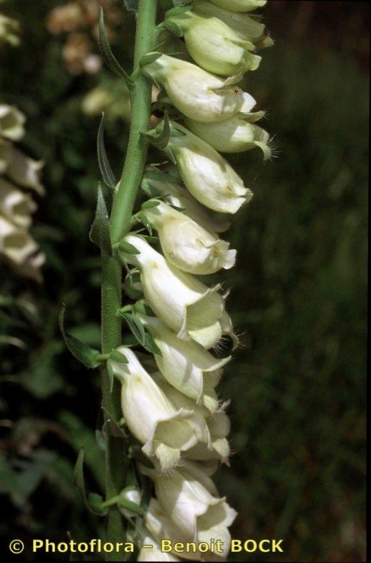 Digitalis × media fruit