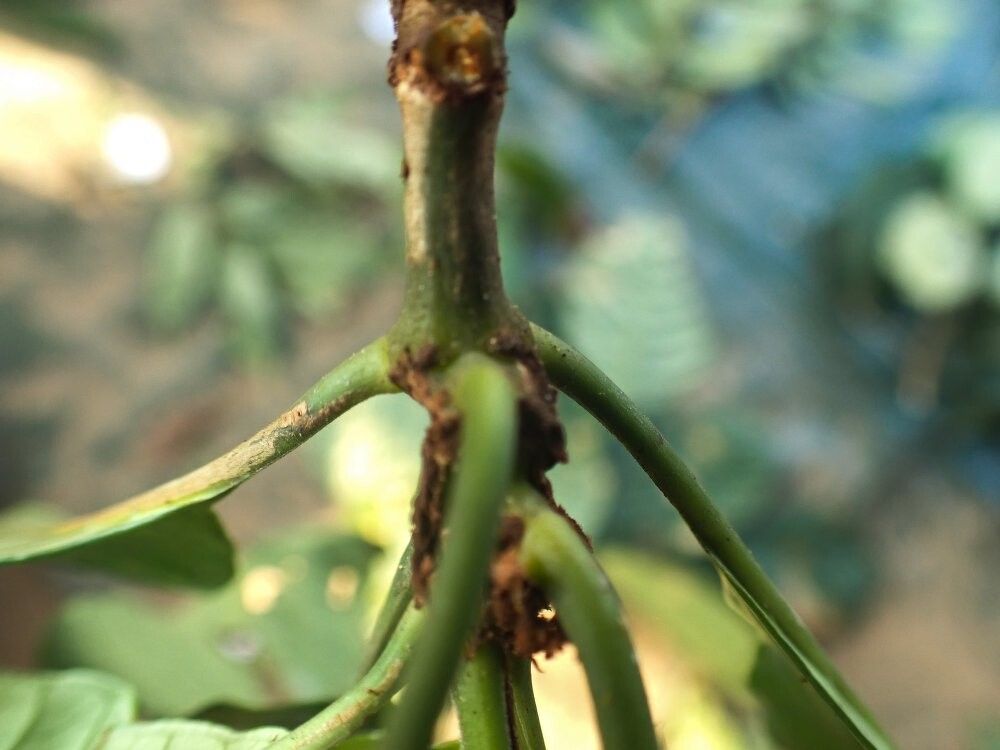 Psychotria klainei — houseplant care guide