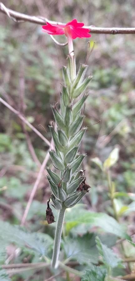 Verbena tweedieana flower