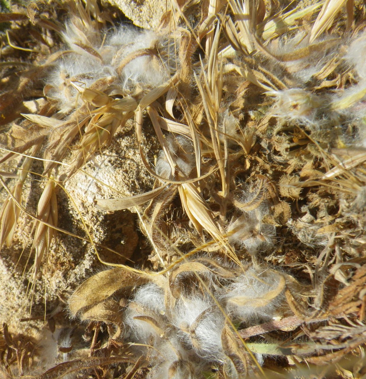 Plantago squarrosa habit