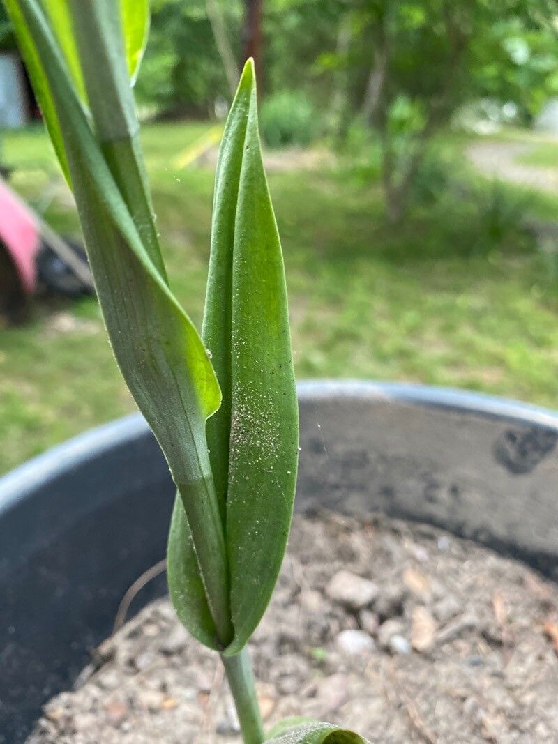 Platanthera lacera leaf