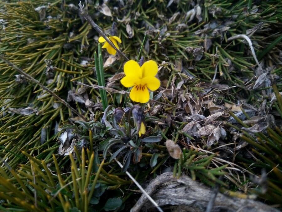 Viola langeana — search result for 'Viola'