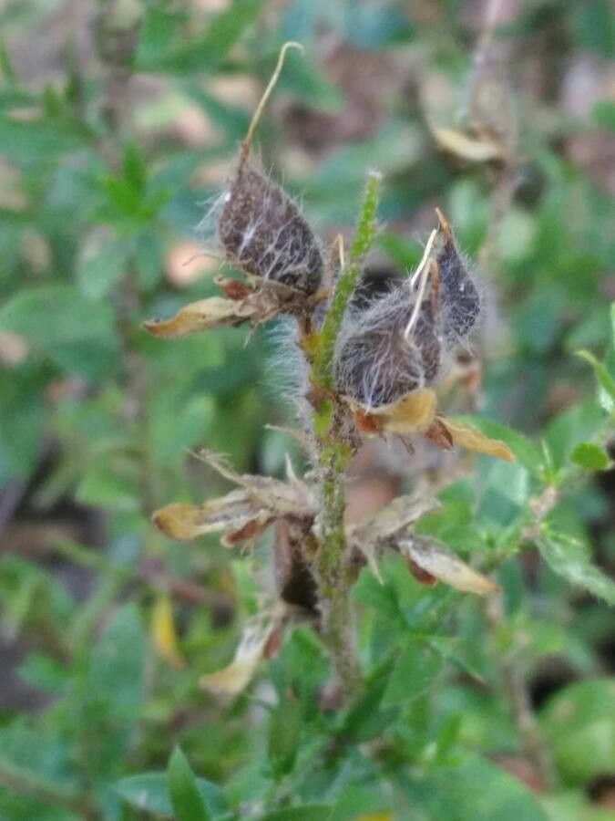 Genista germanica fruit