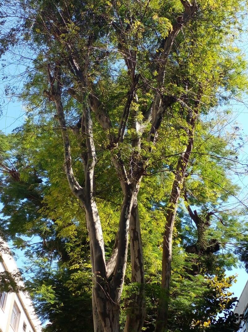 Caesalpinia ferrea flower
