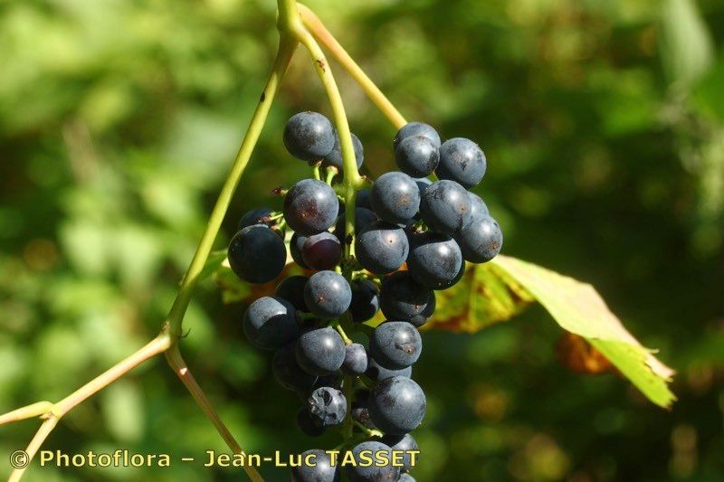 Vitis riparia x Vitis rupestris fruit