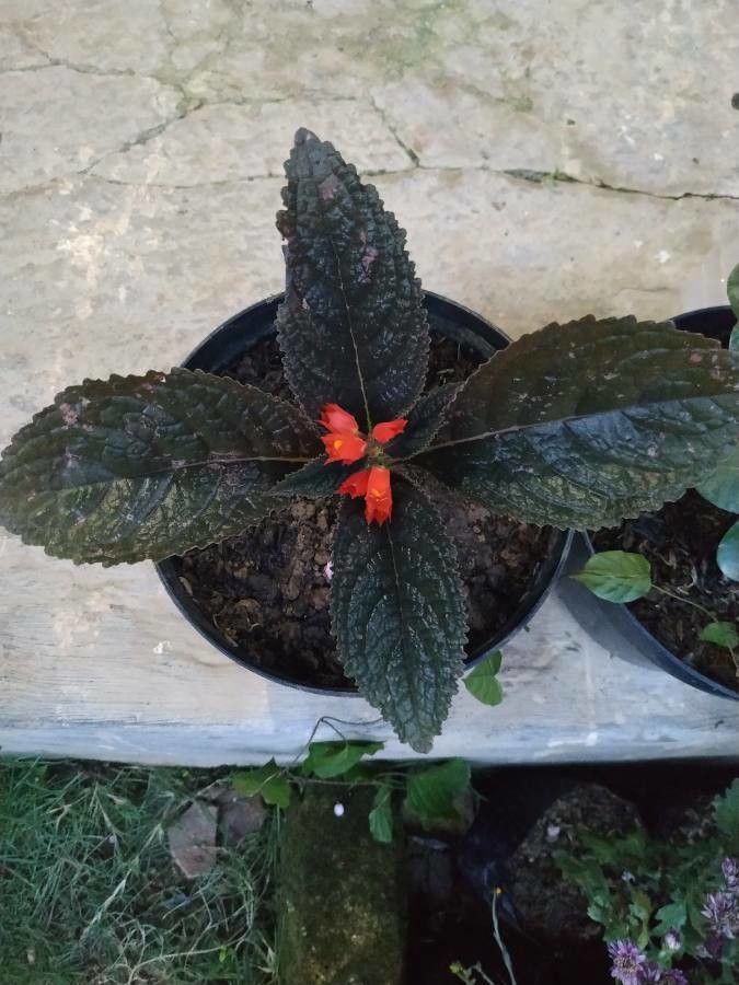 Chrysothemis pulchella fruit