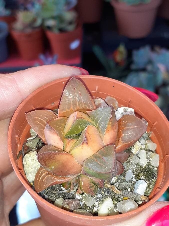 Haworthia mutica flower
