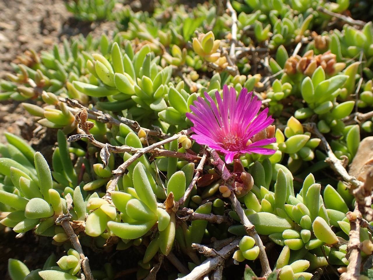 Delosperma sutherlandii habit
