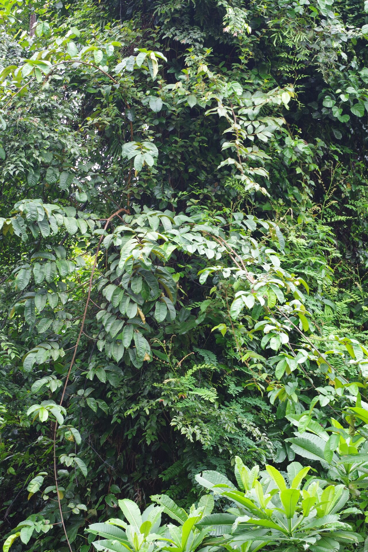 Uvaria klainei habit