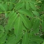 Sambucus canadensis