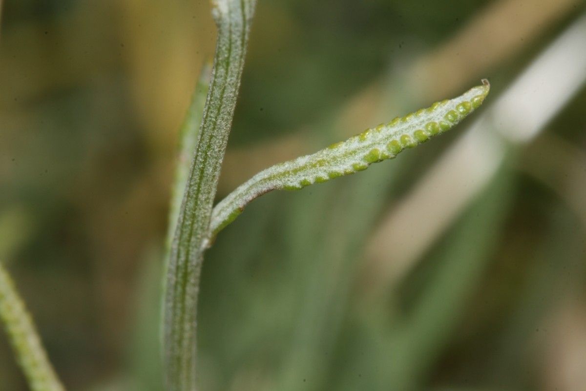 Santolina pectinata bark