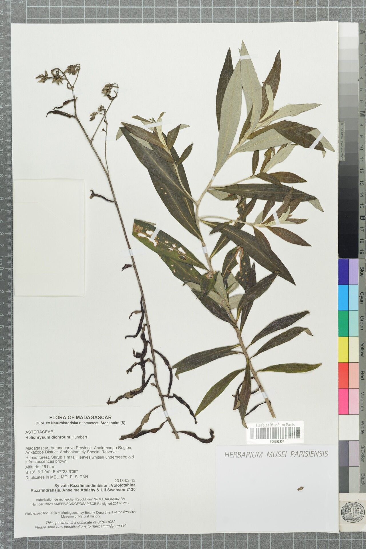 Helichrysum dichroum — houseplant care guide