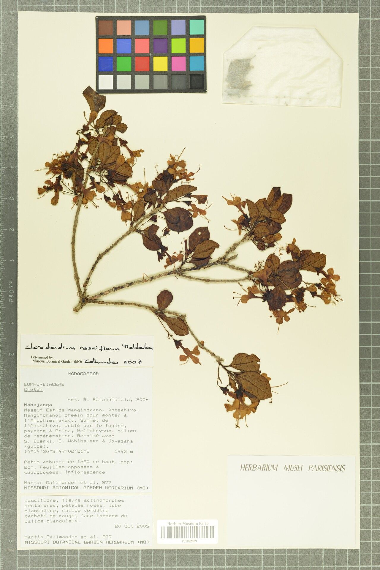 Clerodendrum roseiflorum — houseplant care guide