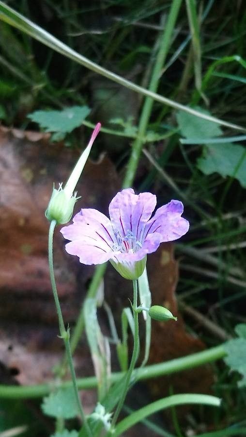 Geranium nodosum fruit