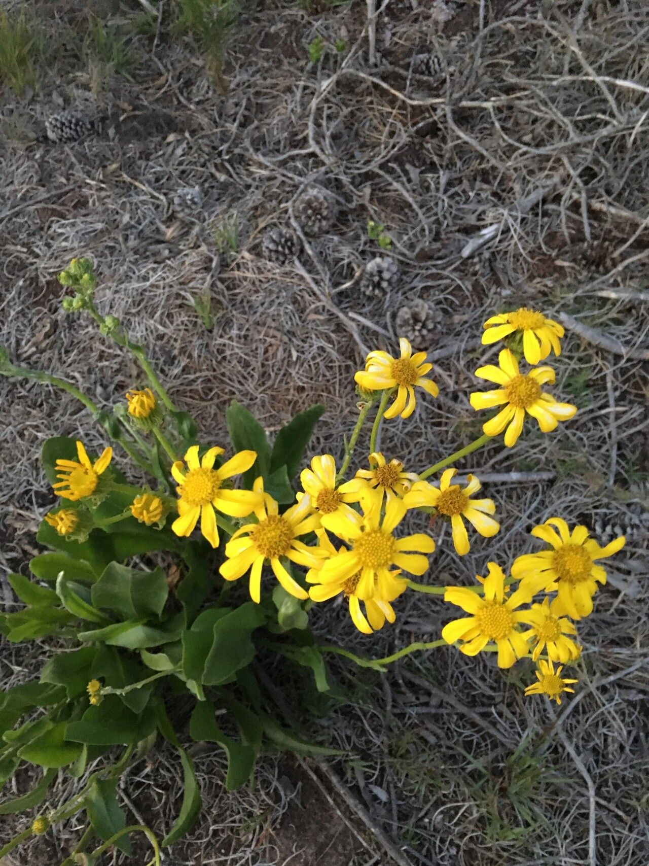 Senecio coronatus — houseplant care guide