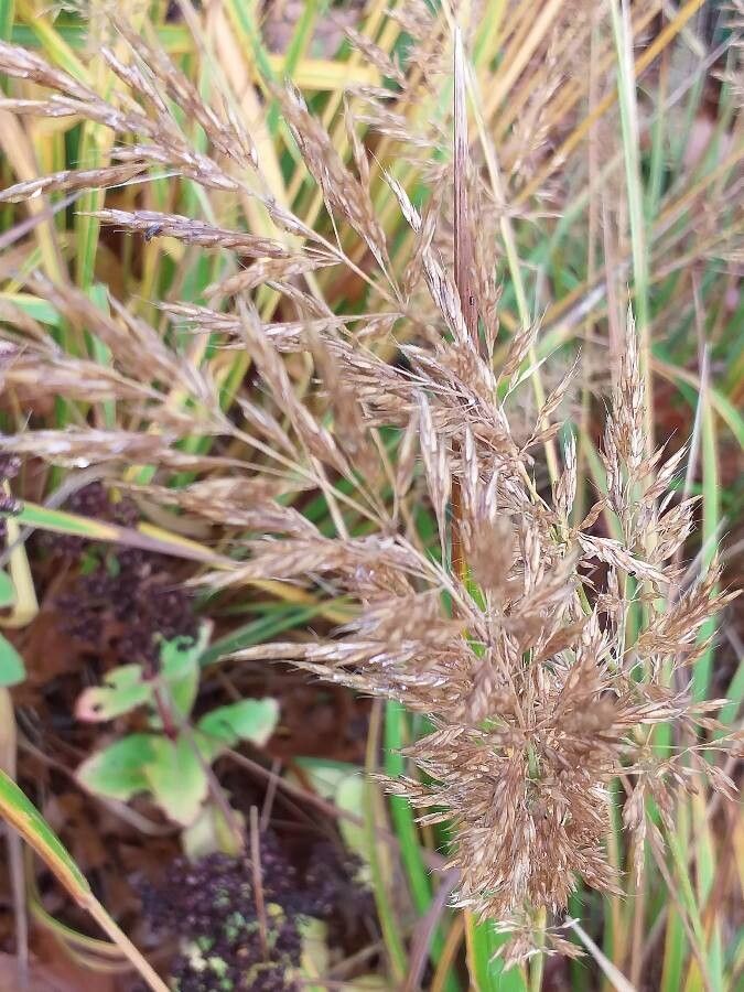 Calamagrostis arundinacea flower