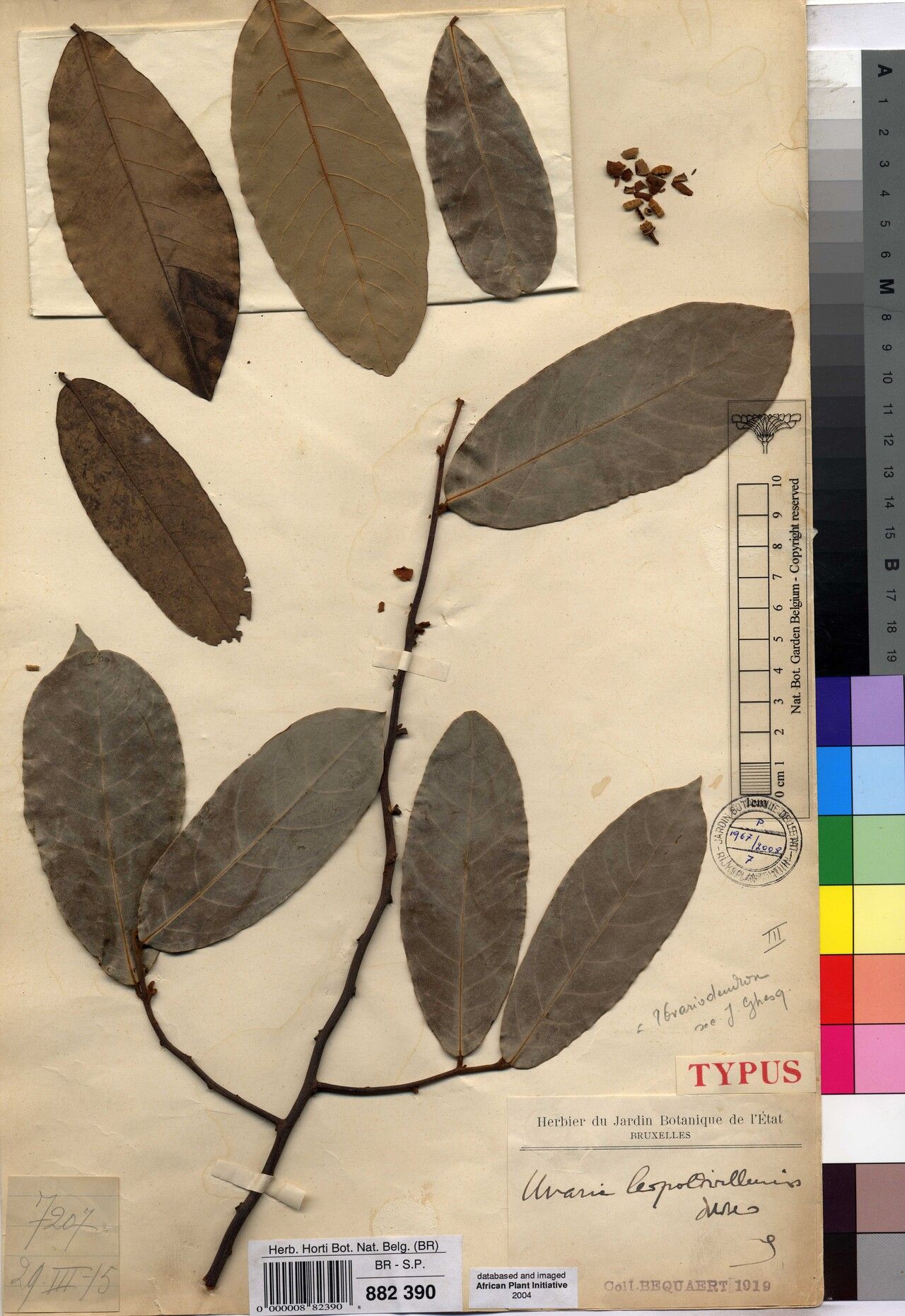 Uvaria leopoldvillensis — houseplant care guide