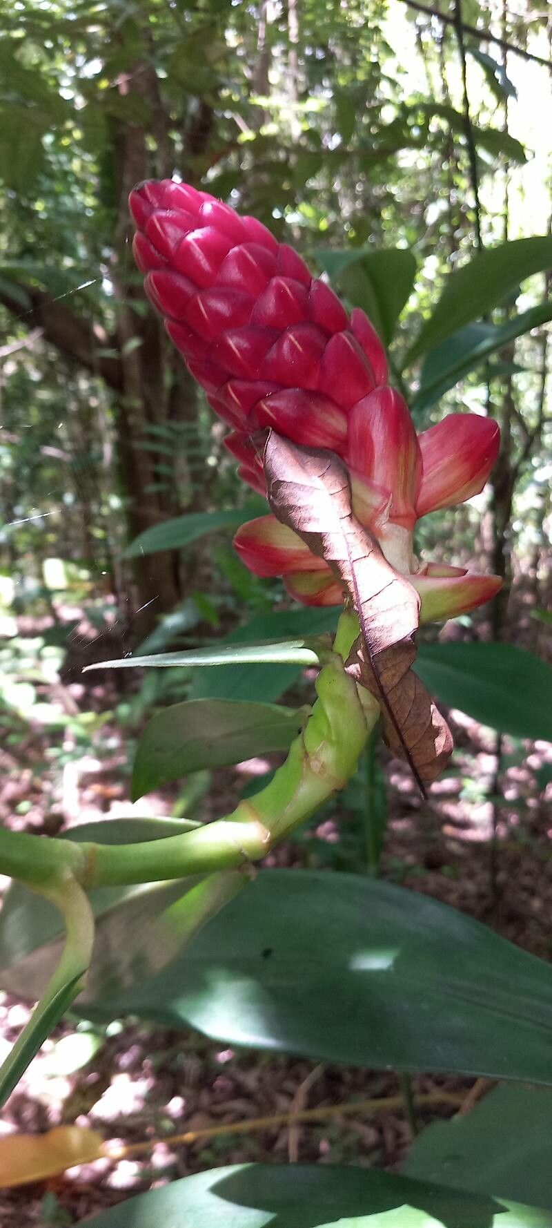 Costus erythrothyrsus — search result for 'Costus'