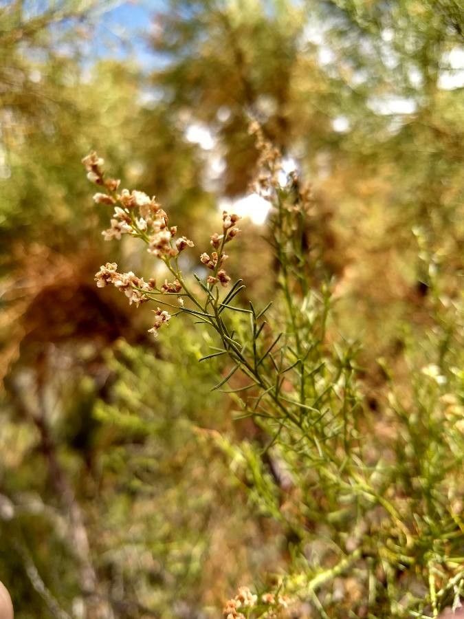Adenostoma sparsifolium flower
