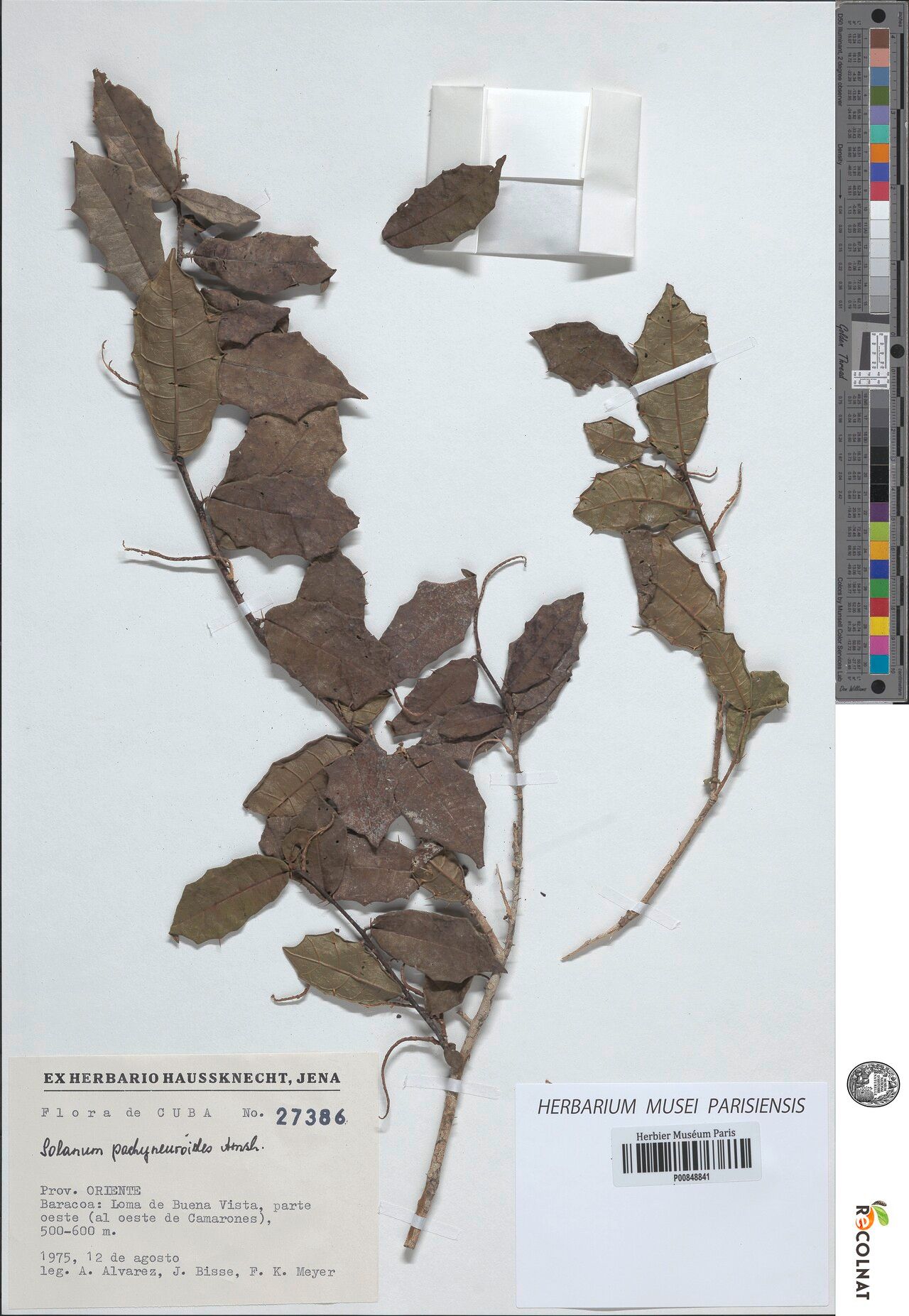 Solanum pachyneuroides — houseplant care guide