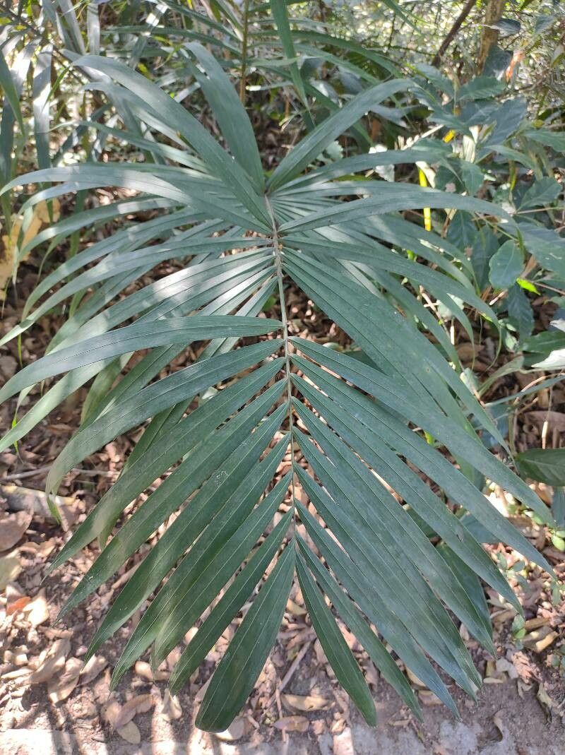 Bactris setosa — houseplant care guide