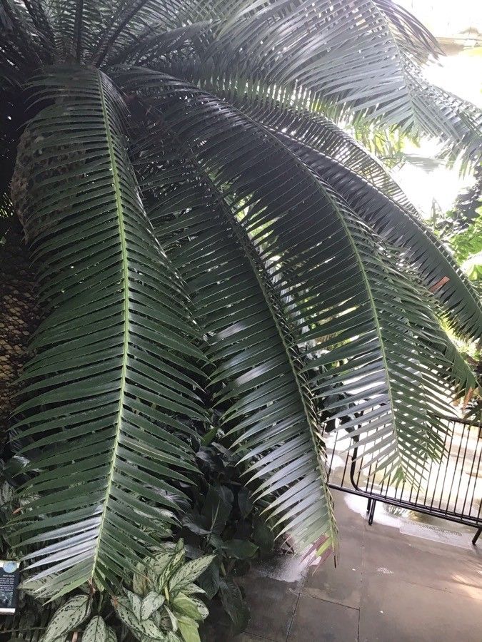 Dioon spinulosum — houseplant care guide