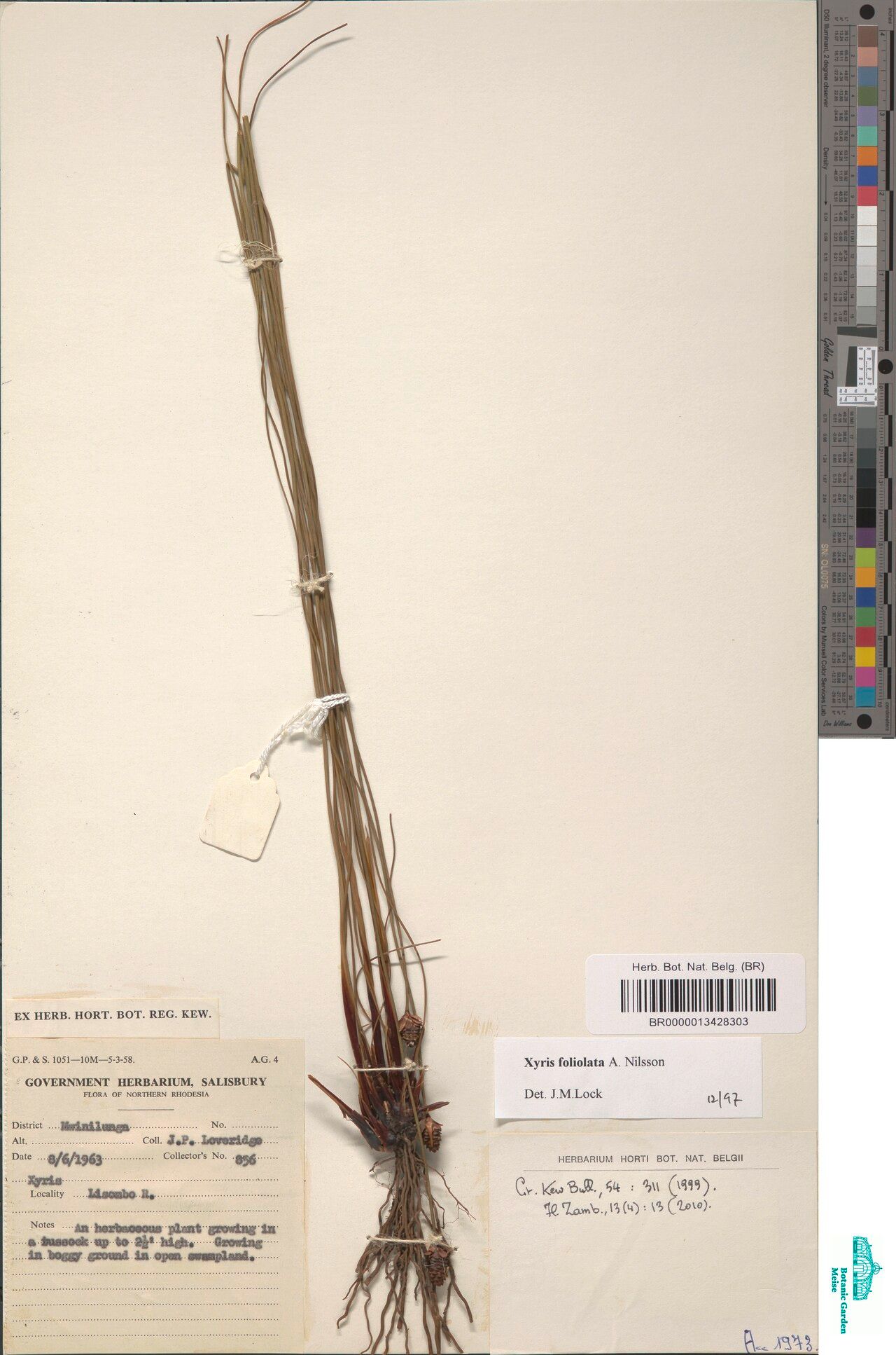 Xyris foliolata — search result for 'Xyris'