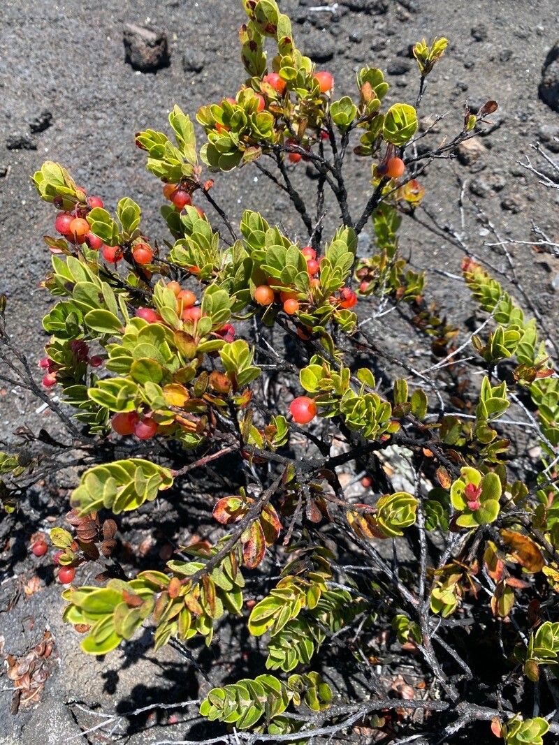 Vaccinium reticulatum leaf
