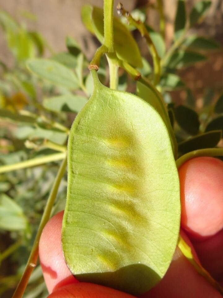 Senna alexandrina fruit