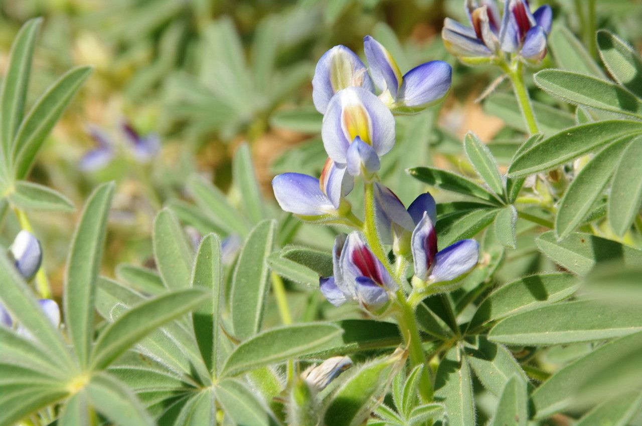 Lupinus digitatus flower