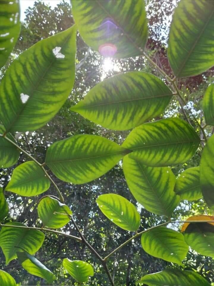 Garcinia × mangostana — houseplant care guide