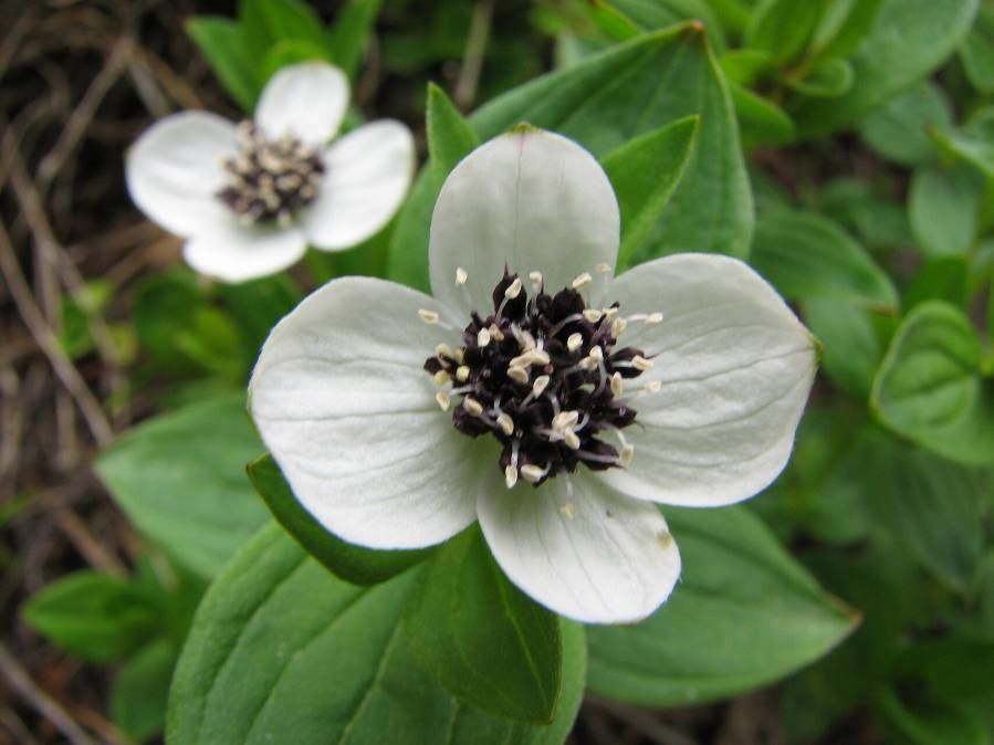 Cornus suecica flower