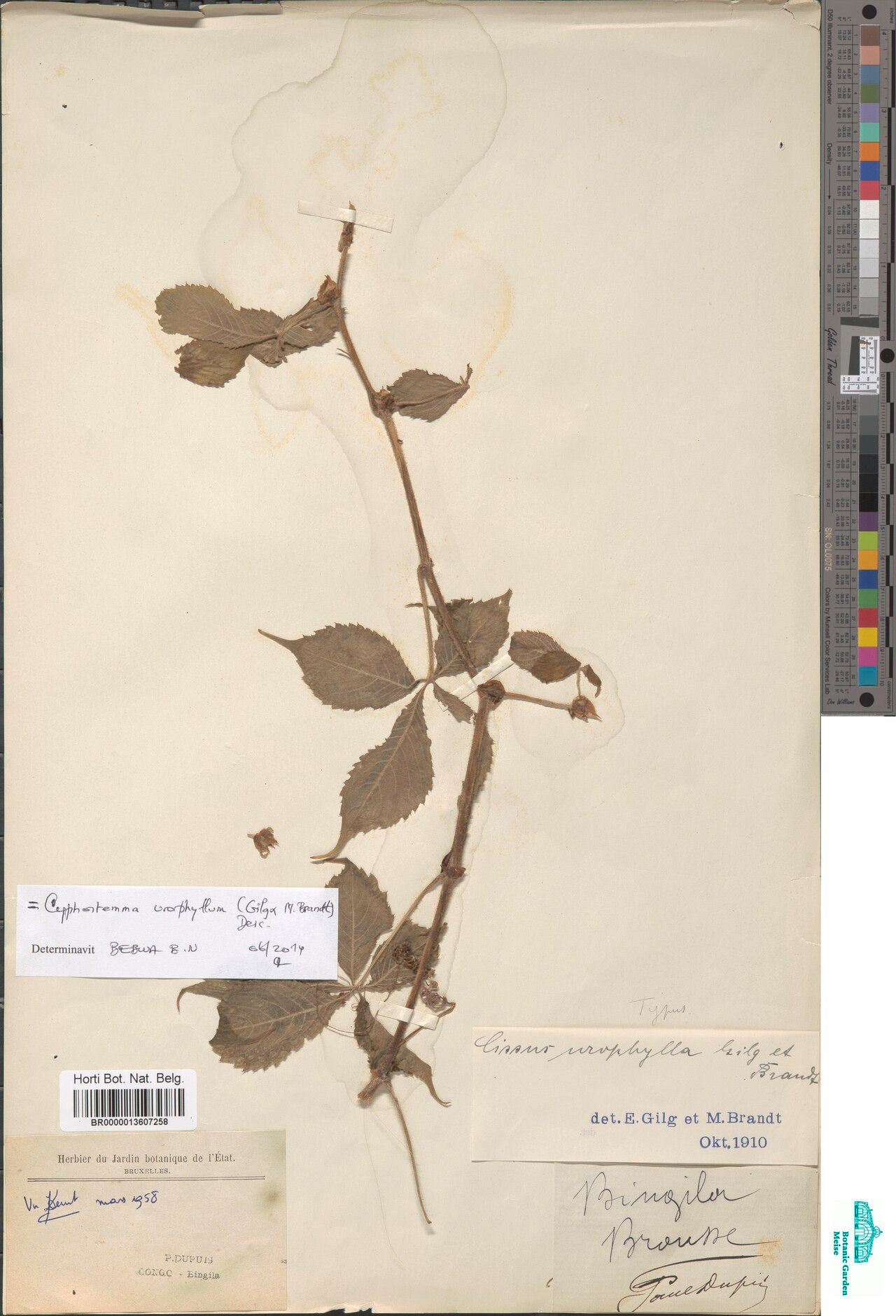 Cyphostemma urophyllum — houseplant care guide