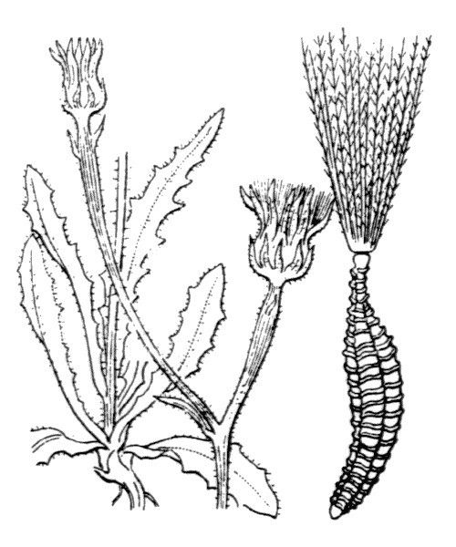 Picris pauciflora — houseplant care guide