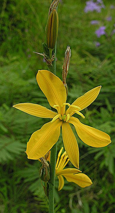 Echeandia flavescens flower