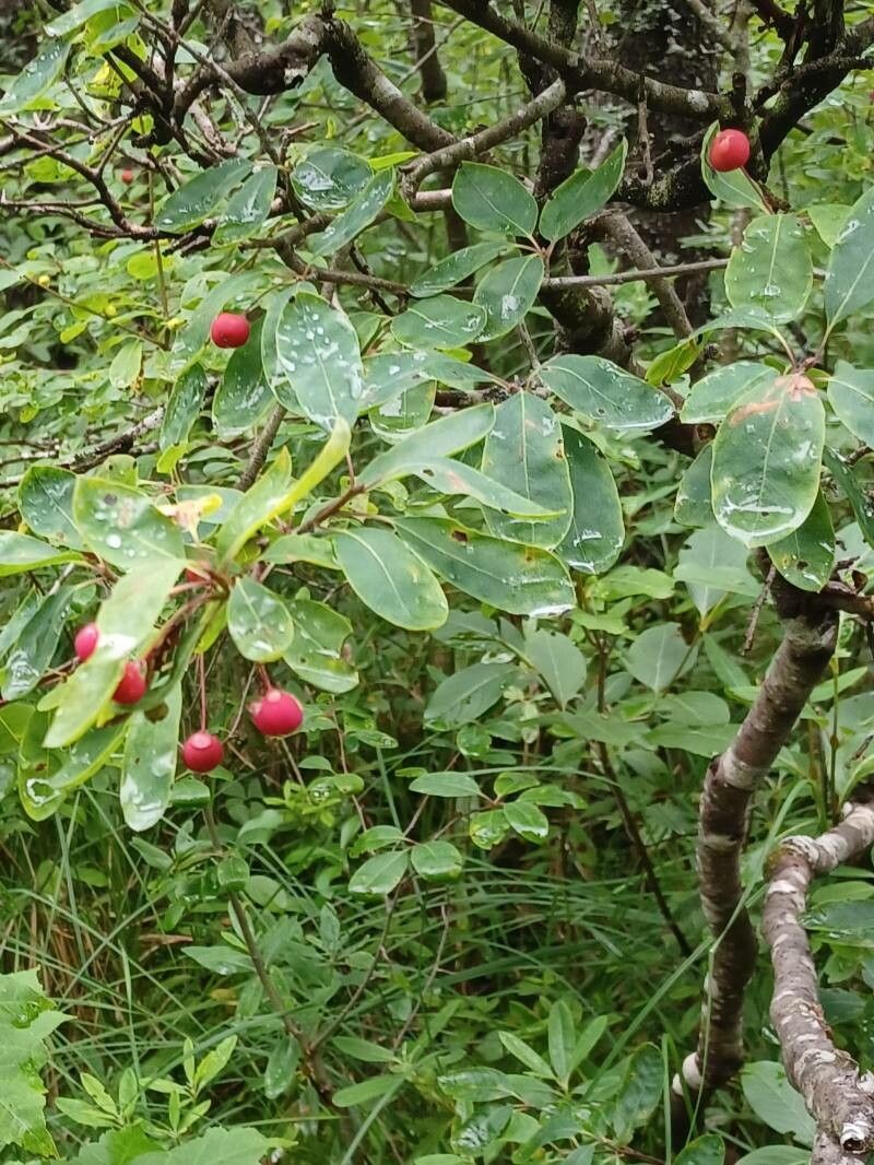 Ilex mucronata fruit
