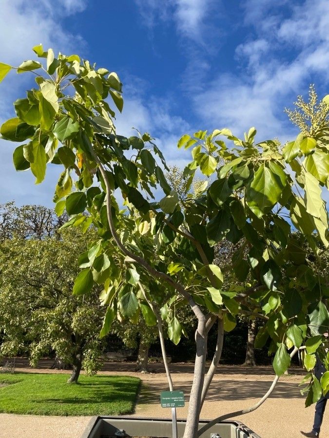 Oreopanax nymphaeifolius fruit