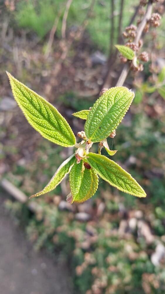 Debregeasia orientalis — related species from the same genus