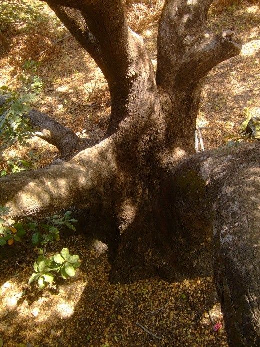 Detarium senegalense bark