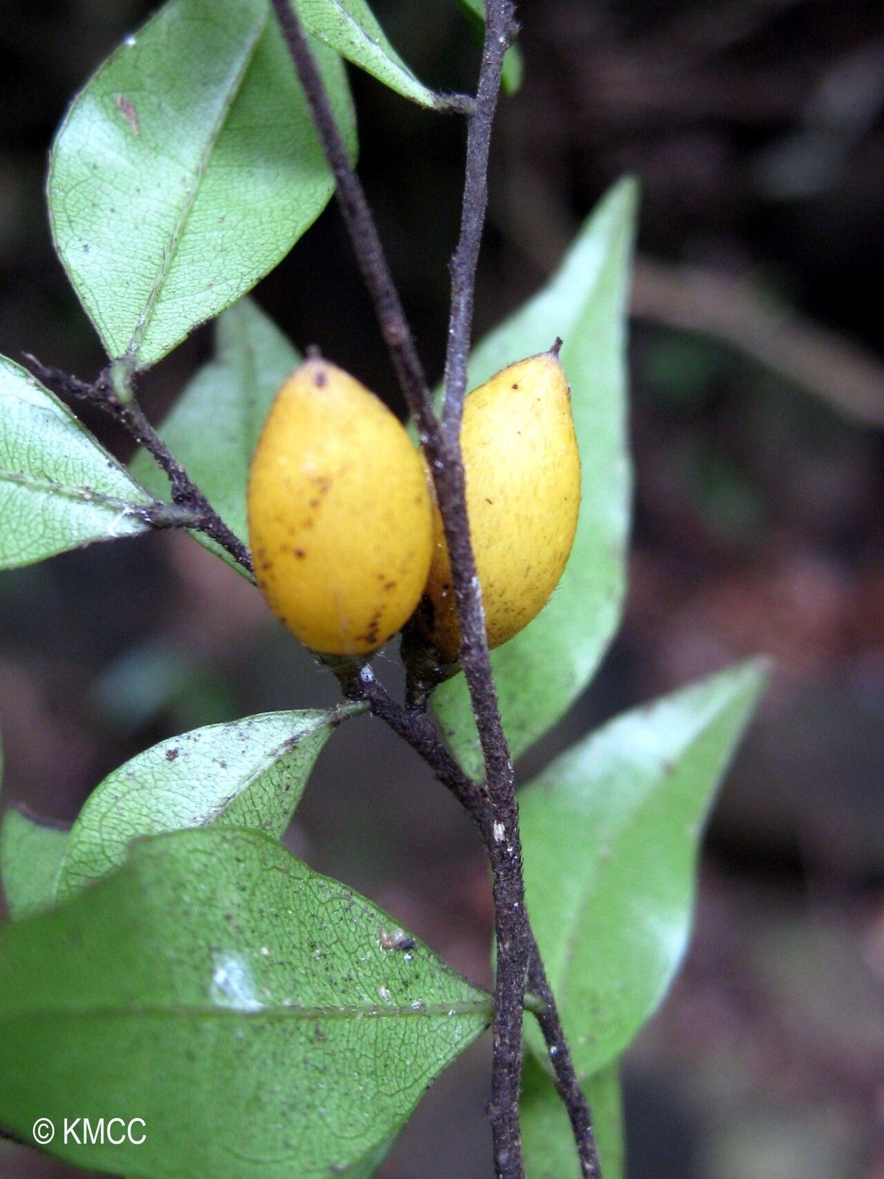 Diospyros myriophylla — houseplant care guide