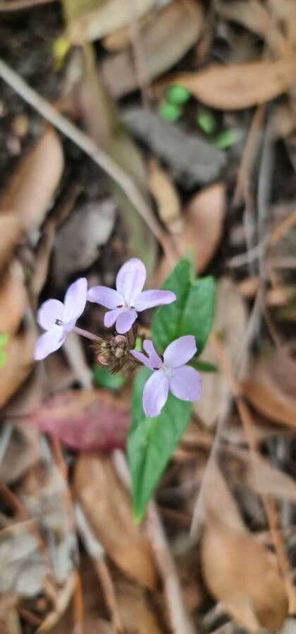 Pseuderanthemum variabile flower